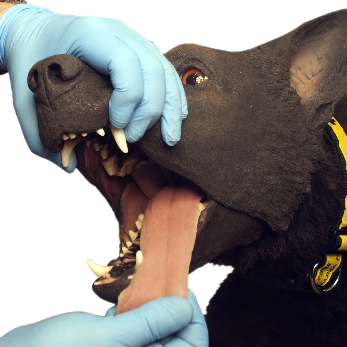 K9 HERO Full Body Canine Skills Trainer